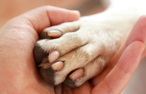 Paw In Hand